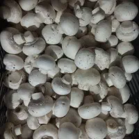 قارچ اسلایس
