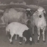 کود گوسفندی