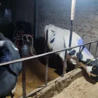 فروش دوعددگاو شیری هلشتاین و یک  گوساله نرسیمینتال|حیوانات مزرعه|ویسیان, |دیوار