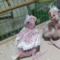 سربندر|پرنده|شادگان, |دیوار