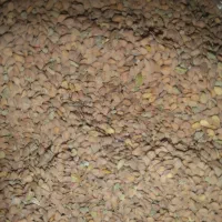 قدومه بذری|عمدهفروشی|زرقان, |دیوار