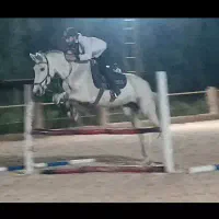 اسب..مادیان نژاد ورزشی|اسب و تجهیزات اسبسواری|تهران, هاشمآباد|دیوار