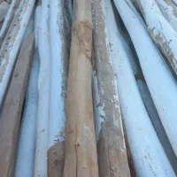 قطع کردن درخت برش درخت خرید درخت خریدچوب کندن درخت|خدمات باغبانی و درختکاری|مشهد, توس (بلوار توس)|دیوار