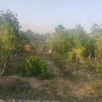 باغچه|فروش زمین و ملک کلنگی|اسلامشهر, کاشانک|دیوار