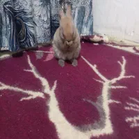 خرگوش|موش و خرگوش|شاهرود, |دیوار