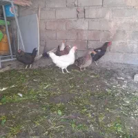 مرغ واردک|حیوانات مزرعه|صحنه, |دیوار