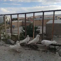 کبوتر پرشی کاشان