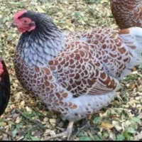 مرغ گلین مایوم