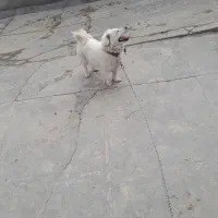 سگ اشتپیز|سگ|دورود, |دیوار