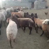 میش بره دار