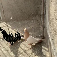 .سیته زرد نر ۸۰۰ .ابلق۴۰۰|پرنده|چناران, |دیوار