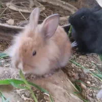 خرگوش لوپ و معمولی