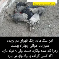 سگ گم شده|حیوانات|جیرفت, |دیوار