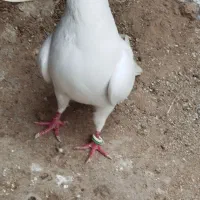 کبوتر سفید مچ پر وزرد وسوسنی  ماده
