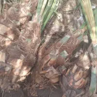 فسیل کلوته ومرداسنگ موجود|گل و گیاه طبیعی|جیرفت, |دیوار