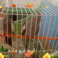 یه جفت عروس هلندی با جوجه هاش و قفس و تمام وسایلا
