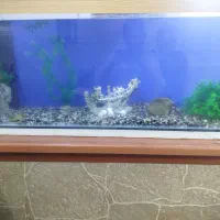 آکواریوم شیشه 10میل خارجی|ماهی|قرچک, فردیس|دیوار