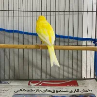 فروش قناری نر لیمویی جوان خوش استیل