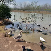 فروش گله غاز،بوقلمون،اردک اسرائیلی واردک پکنی|حیوانات مزرعه|چاف و چمخاله, |دیوار