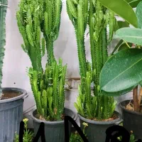 بنفشه|آرایشی، بهداشتی، درمانی|مشهد, حیدرآباد|دیوار