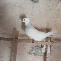 کبوتر|پرنده|محمدیه-قزوین, |دیوار