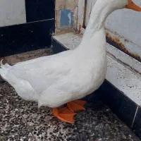 اردک نر