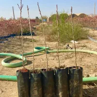 هرس درخت پسته،و فروش نهال پسته