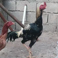 خروس لاری صابونی