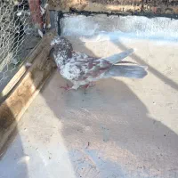 کبوتر گرگی و کله دم سبز