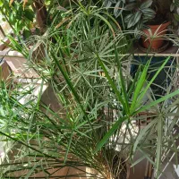نخل مرداب|گل و گیاه طبیعی|تهران, باغ فیض|دیوار