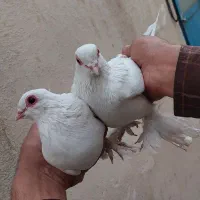 کبوتر  لوتی یک جفت چشم قرمز و شامی زرد|پرنده|خسروشاه, |دیوار