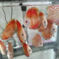 دیسکس