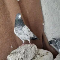 پاکستانی|پرنده|کرباسک, |دیوار