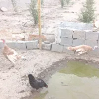 5عدد قوغاز و ۴عدد بوقلمون