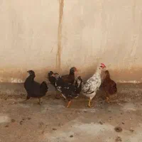 خروس|حیوانات مزرعه|گتوند, |دیوار