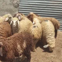 بره|حیوانات مزرعه|چغادک, |دیوار