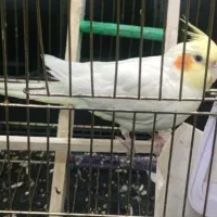 عروس هلندی ماده لوتینو