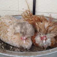 تخم مرغ نطفه دار نژاد پولند|حیوانات مزرعه|قم, علی آباد سعدگان|دیوار