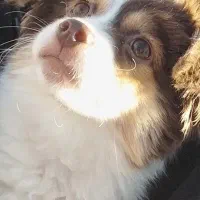 توله سگ اسپیتز