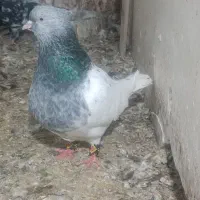 سینه کله یک کت سفید دم سفید