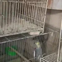 چند جفت عروس دارم معاوضه دارم