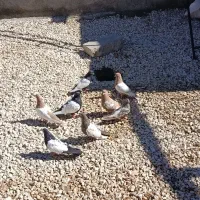 کفتر|پرنده|کبودرآهنگ, |دیوار