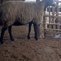 گوسفند شال داشتی کشتاری|حیوانات مزرعه|سنگدوین, |دیوار