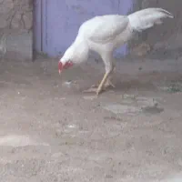 خروس لاری سفید