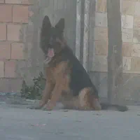 معاوضه سگ ژرمن  معاوضه با حیوان دیگه