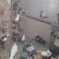 26تا کبوتر پرشی