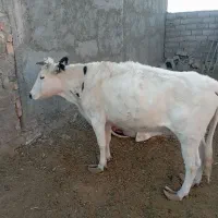 گاوه ابیست شیرده