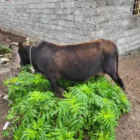 گاوباگوساله
