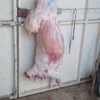 قصاب سیار هستم|خدمات پذیرایی، مراسم|دزفول, |دیوار