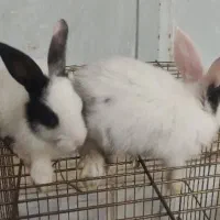 بچه خرگوش